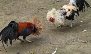 Đá Gà Sabong Tại BJ88