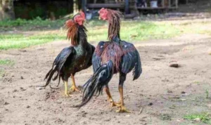 Đá Gà WS168 Tại BJ88