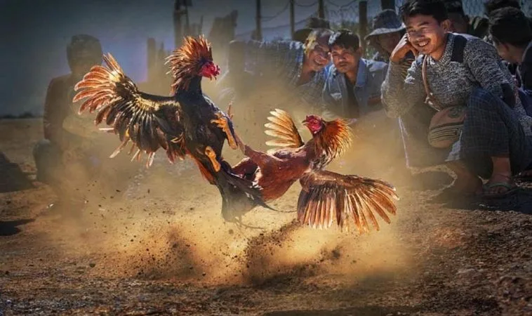 Sảnh đá gà BJ88 quy tụ nhiều chiến kê dũng mãnh