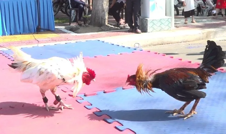 Chinh Phục Đá Gà GA28 Tại BJ88 Với Chiến Thuật Chớp Nhoáng 1 Đá Gà GA28 Tại BJ88